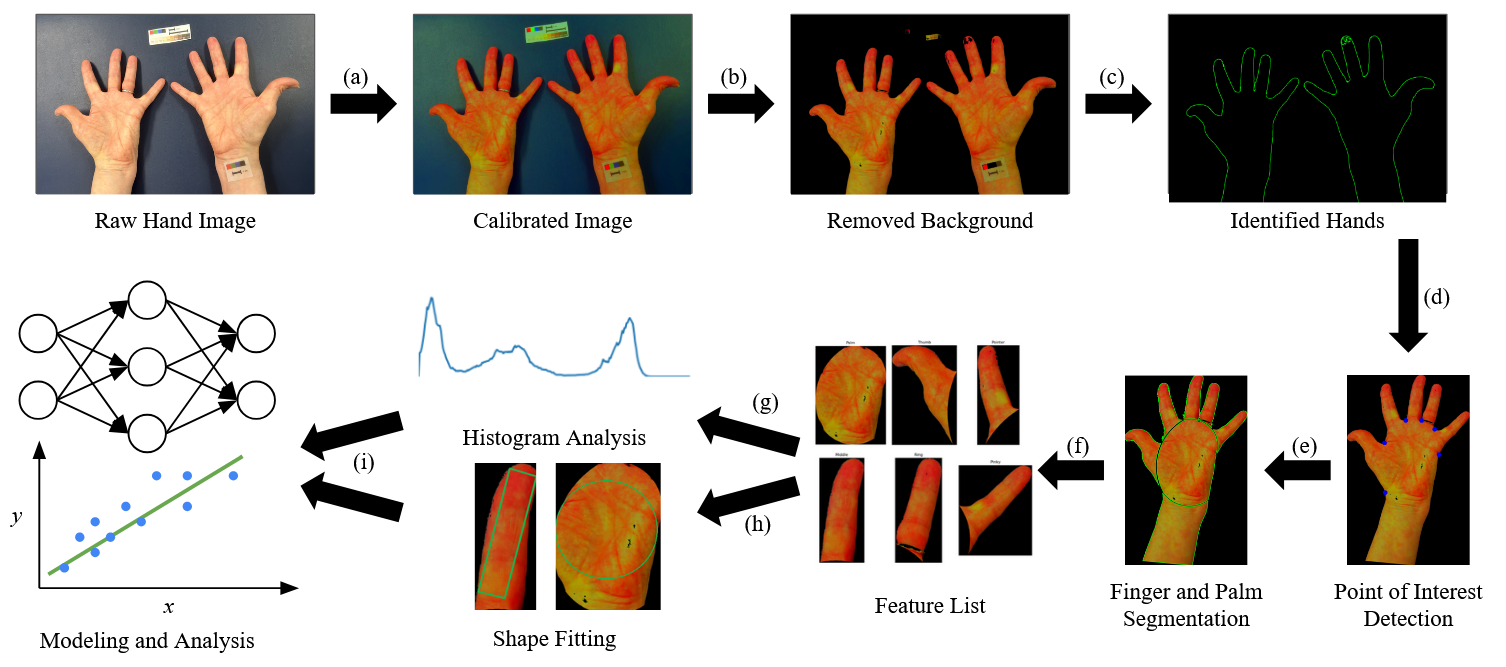 Figure showing hand image segmentation into fingers and palm regions, illustrating the steps from a raw hand photo through background removal, contour detection, finger and palm segmentation, feature extraction, and modeling.