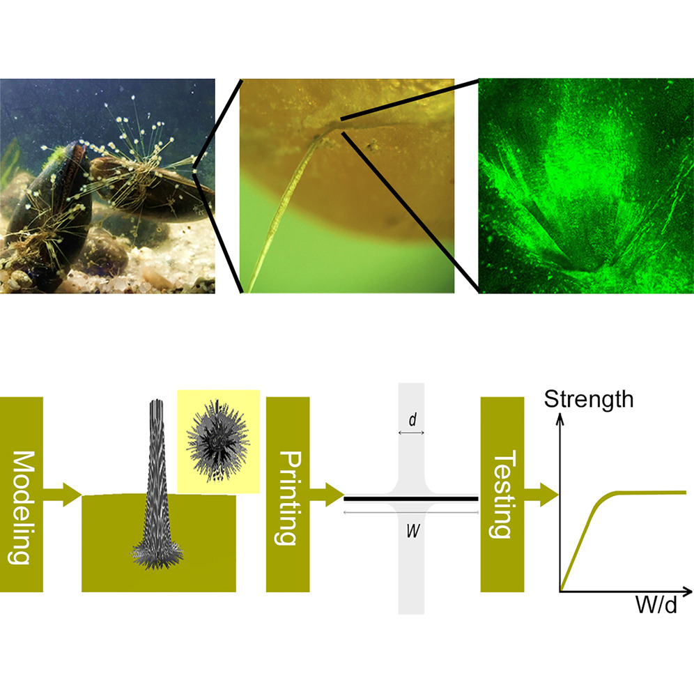 Figure showing mussels attached to a surface by byssal threads, a close-up of a byssal plaque, a fluorescence microscopy image of the plaque, and a schematic of the modeling, 3D-printing, and mechanical-testing workflow used to study plaque attachment strength.